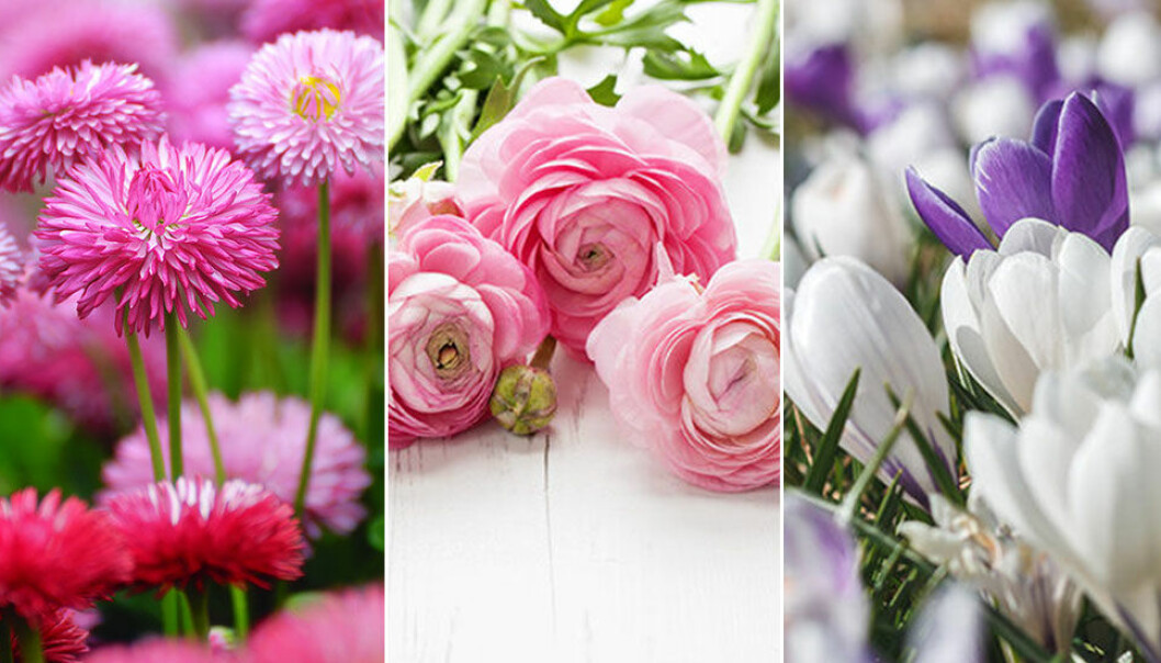 Balkongblommor tidig vår