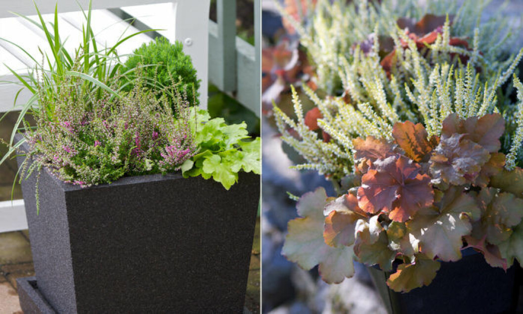 Foto: <a href="https://www.blomsterlandet.se/" target="_blank" rel="noopener">Blomsterlandet</a> balkongblommor-host