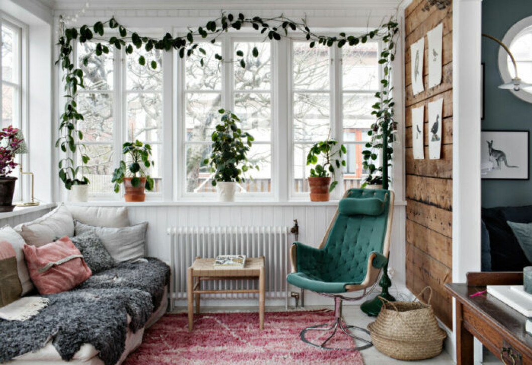 Foto: Alice Johansson för <a href="https://www.lundin.se/beskrivning/4qoie9lq9hpbkgmg" target="_blank" rel="noopener">Lundin fastighetsbyrå</a> Tips om klätterväxt i fönster
