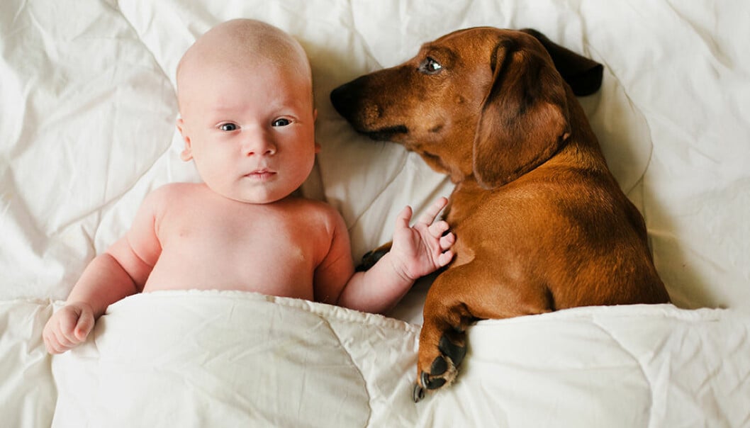 Ny studie: Gravida kvinnor som skaffar hund föder friskare barn
