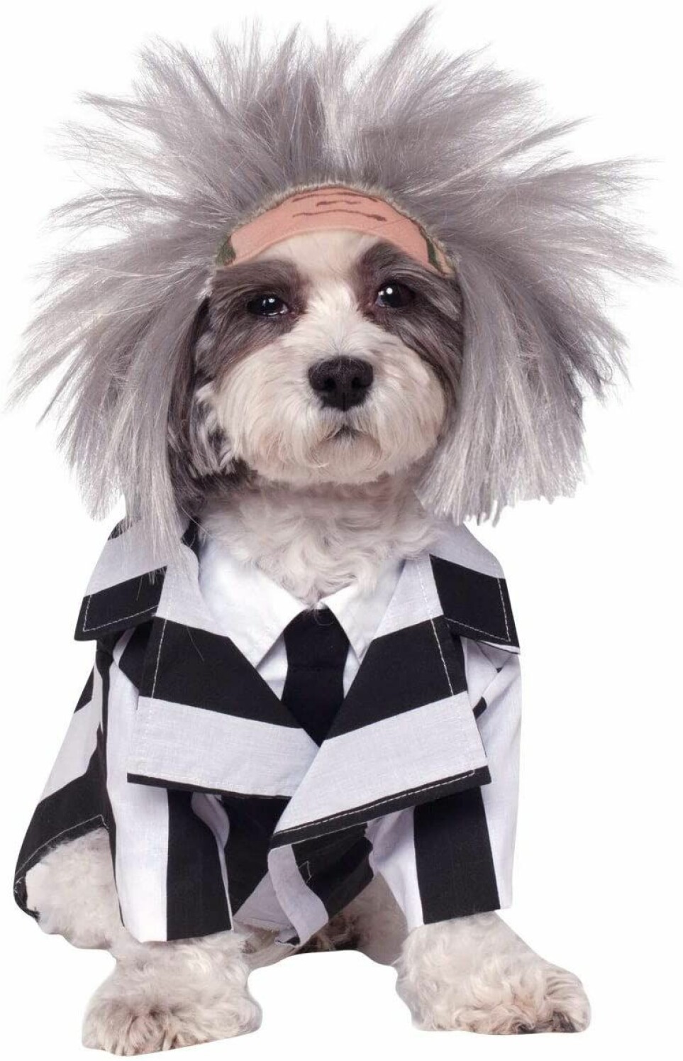 Beetlejuice-kostym till din hund på Halloween