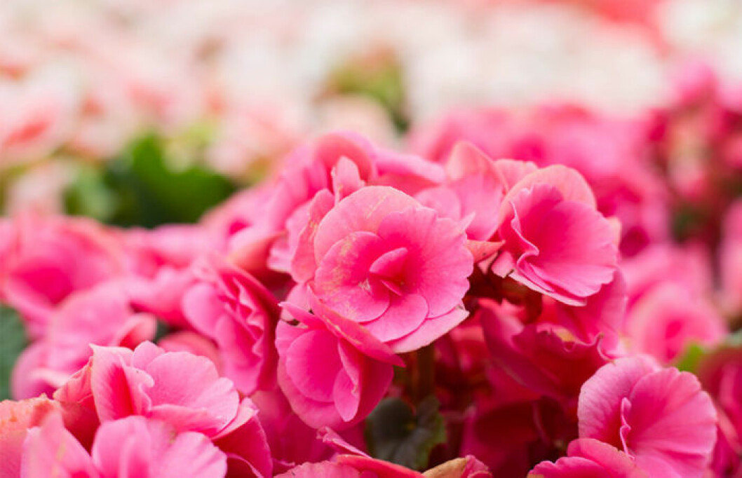Begonia. Foto: IBL Rosa begonior är påväg tillbaka.