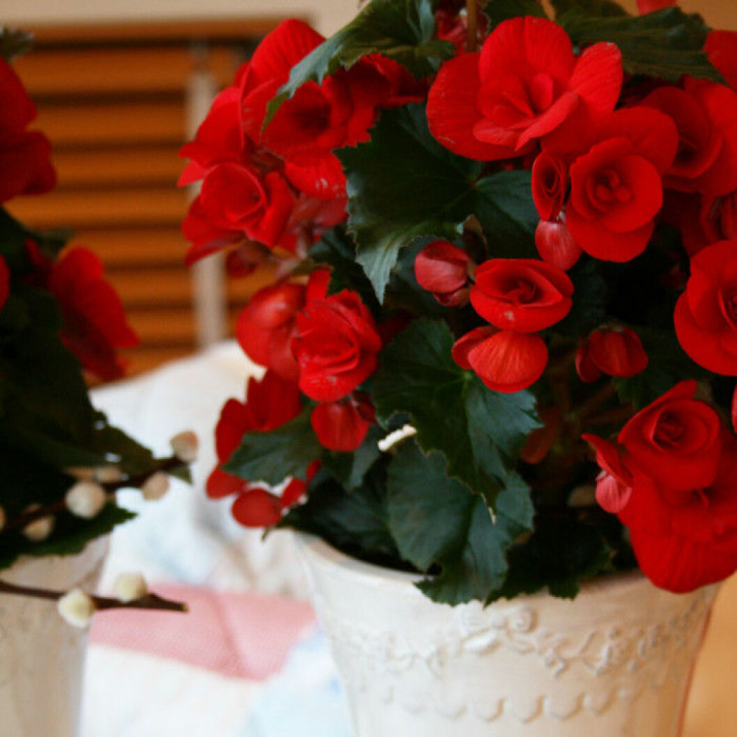 Via: blomsterframjandet.se Begonia är lättskött.