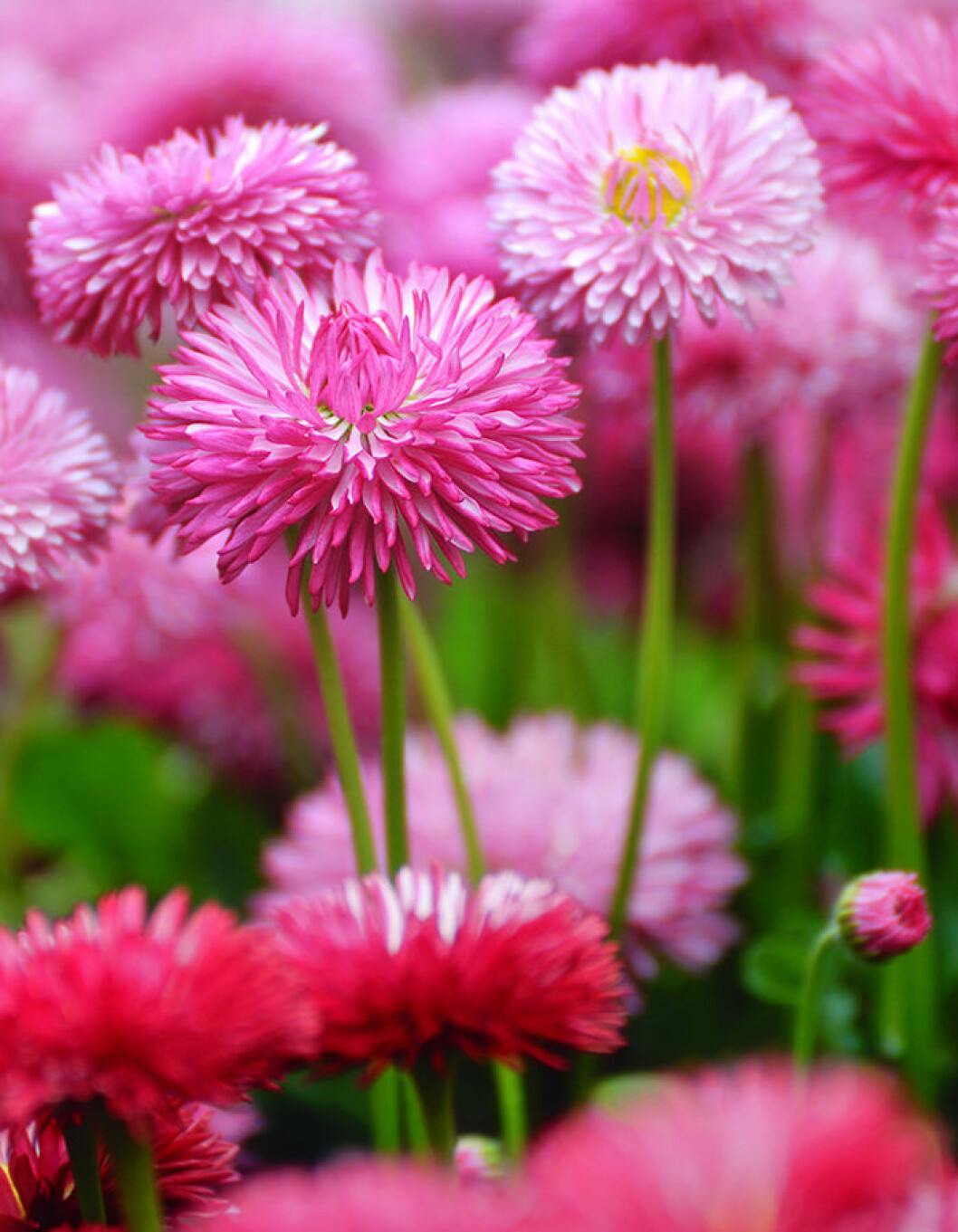 Bellis