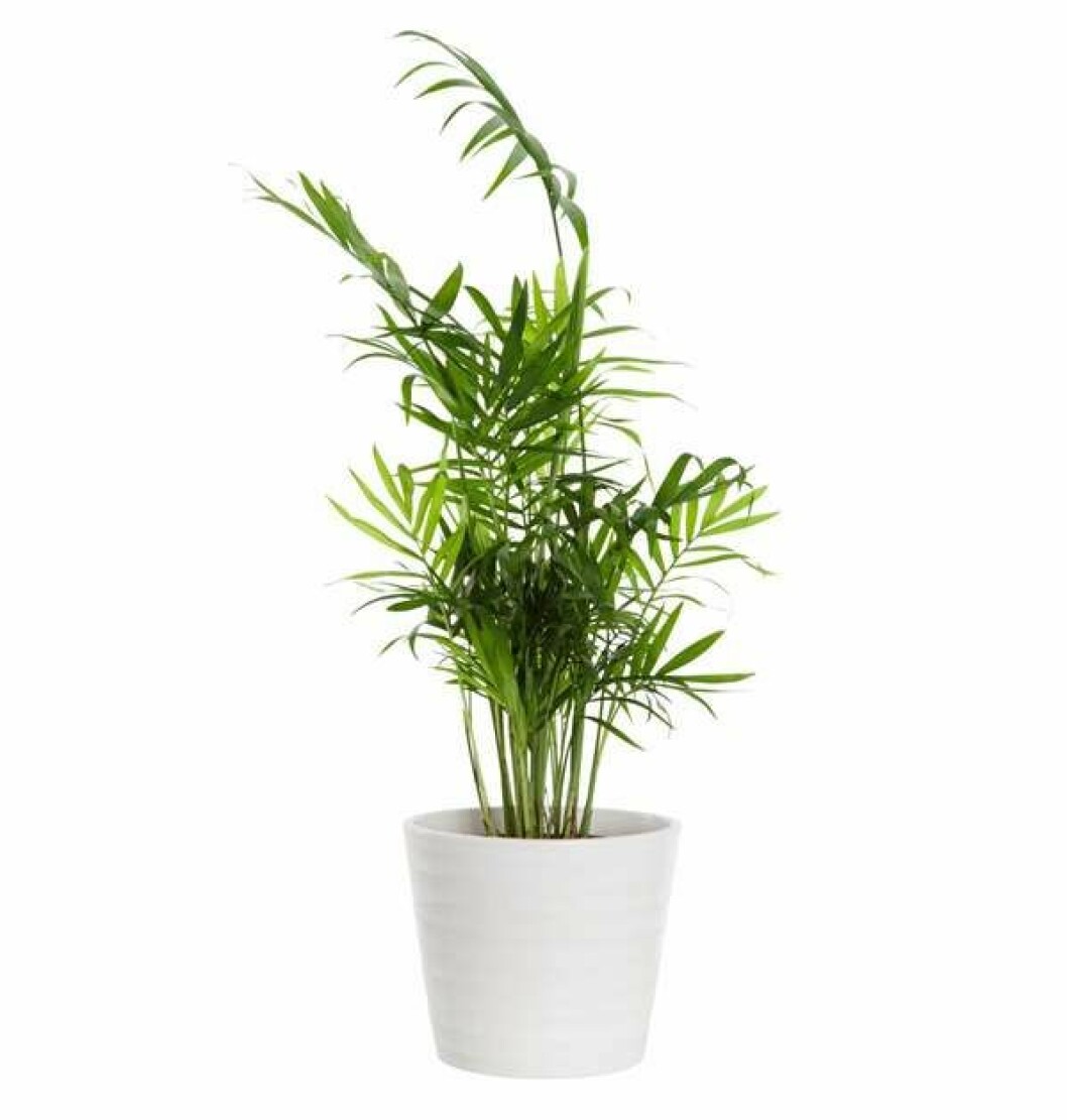 Foto: IBL Bergpalm är lättskött.