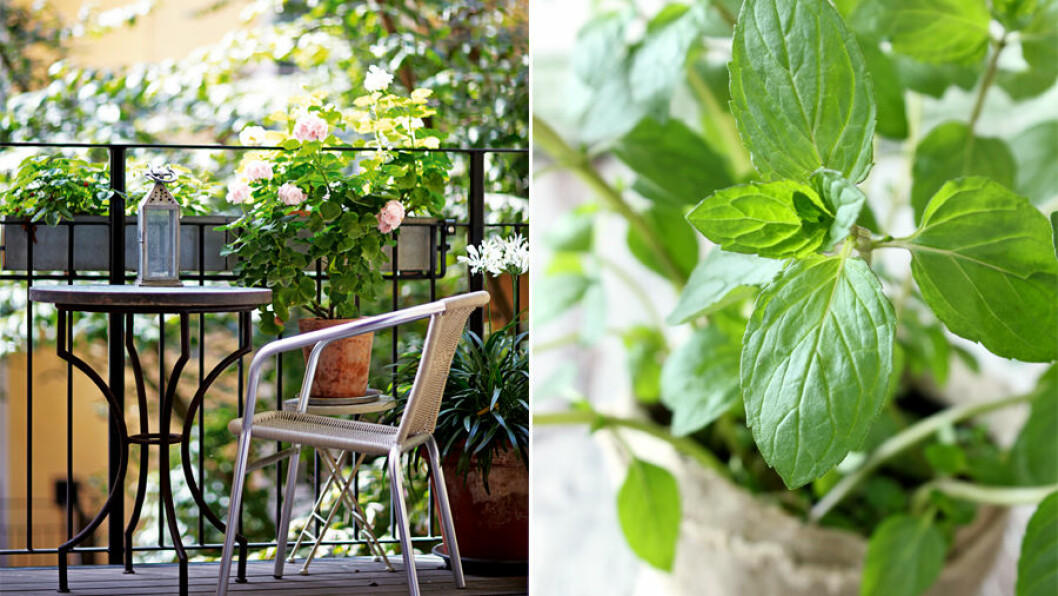 Foto: Per Ranung Stylist: Anna Ranung för <a href="https://www.elle.se/decoration/bildspecial-alskade-uteliv/" target="_blank" rel="noopener">Elle Decoration</a> / Shutterstock Basilika