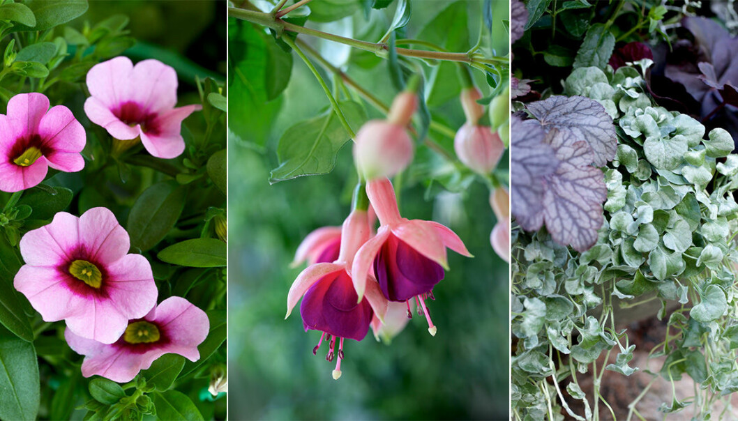 Bästa blommorna och växterna för en skuggig balkong