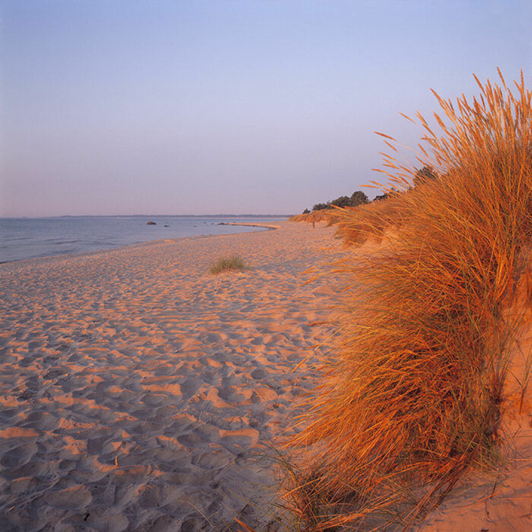Foto: TT Böda Strand på Öland är en instagramvänlig strand i Sverige