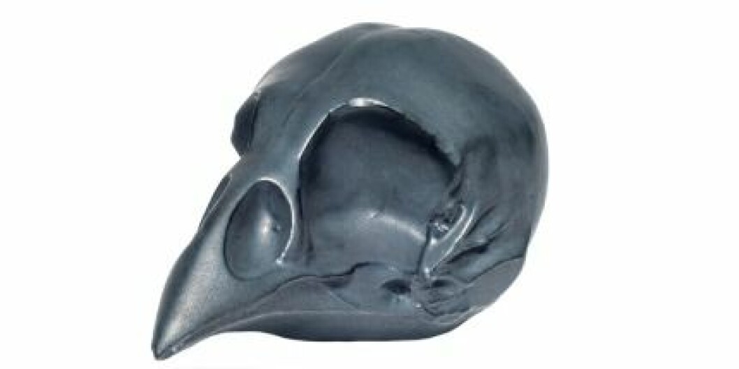 Burd-Skull-