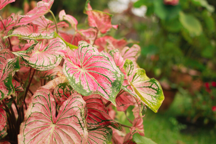 Caladium i en fin rosa och grön tappning. Foto: Shutterstock