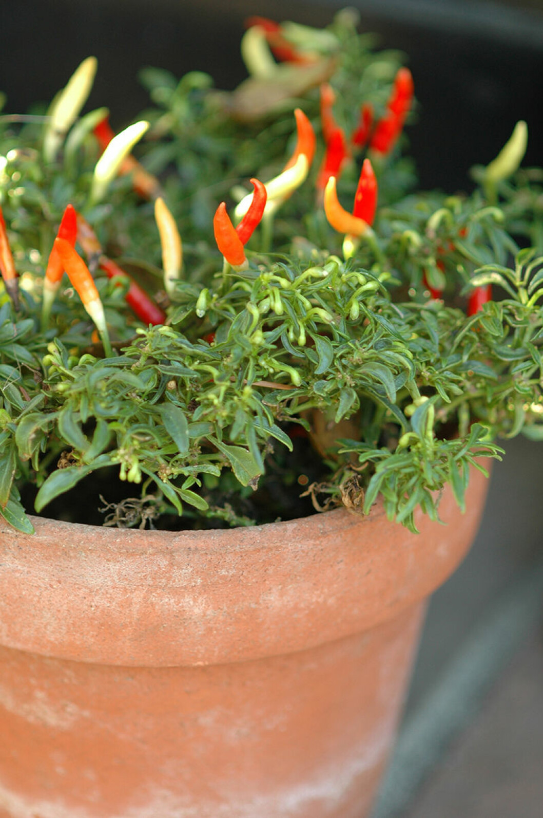 chiliplanta