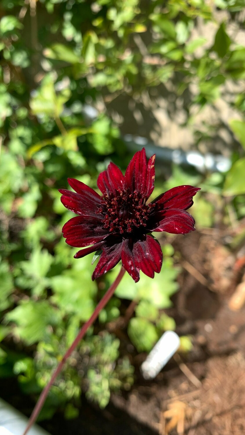 Chokladskära blandar flera mörka, mustiga kulörer i sann skorpion-anda. Snittblommor enligt stjärntecken blomtrender, chokladskära
