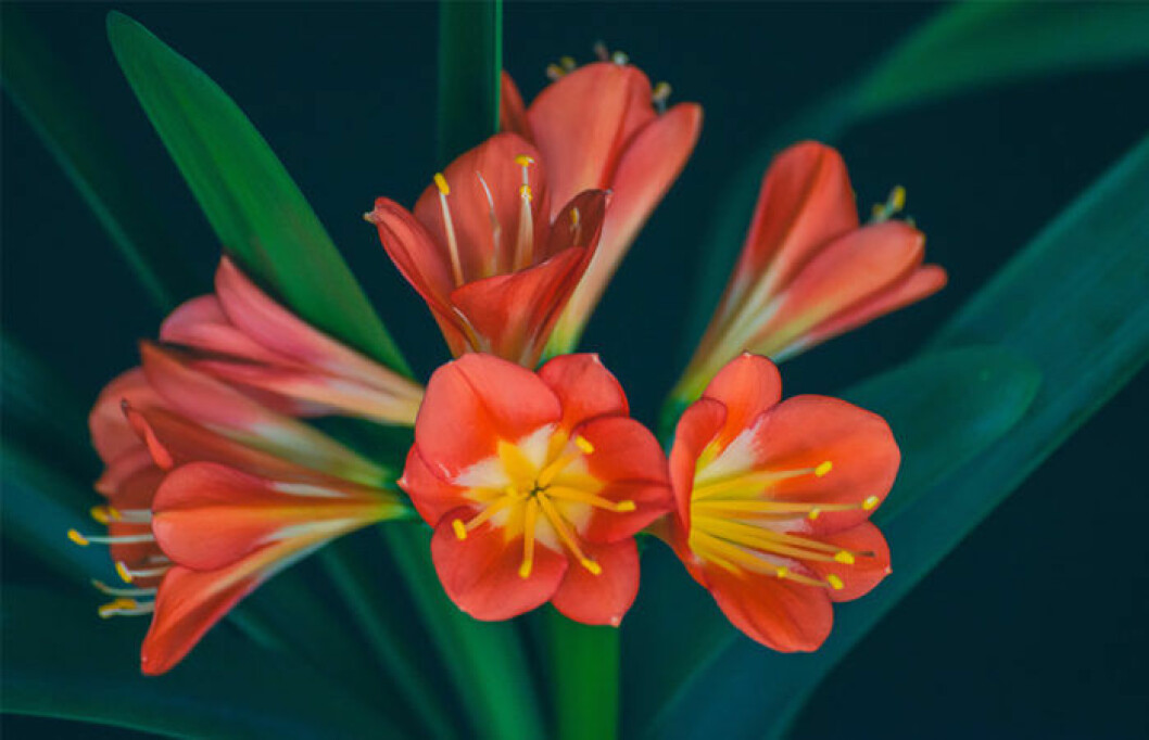 Mönjelilja, även kallad clivia. Foto: IBL Clivia är påväg tillbaka.