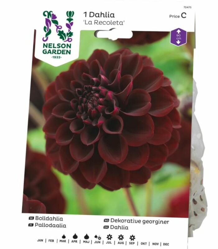 Dahlia La recoleta