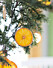 diy julgransdekoration med apelsin