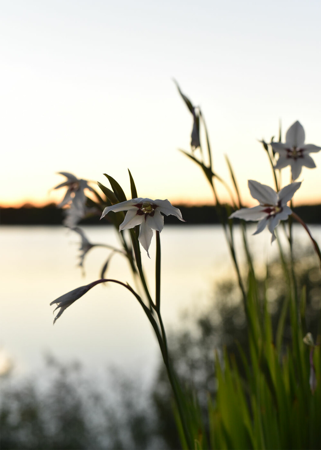 Doftliljor sprider en myskaktig doft om kvällarna. Foto: Victoria Skoglund doftlilja