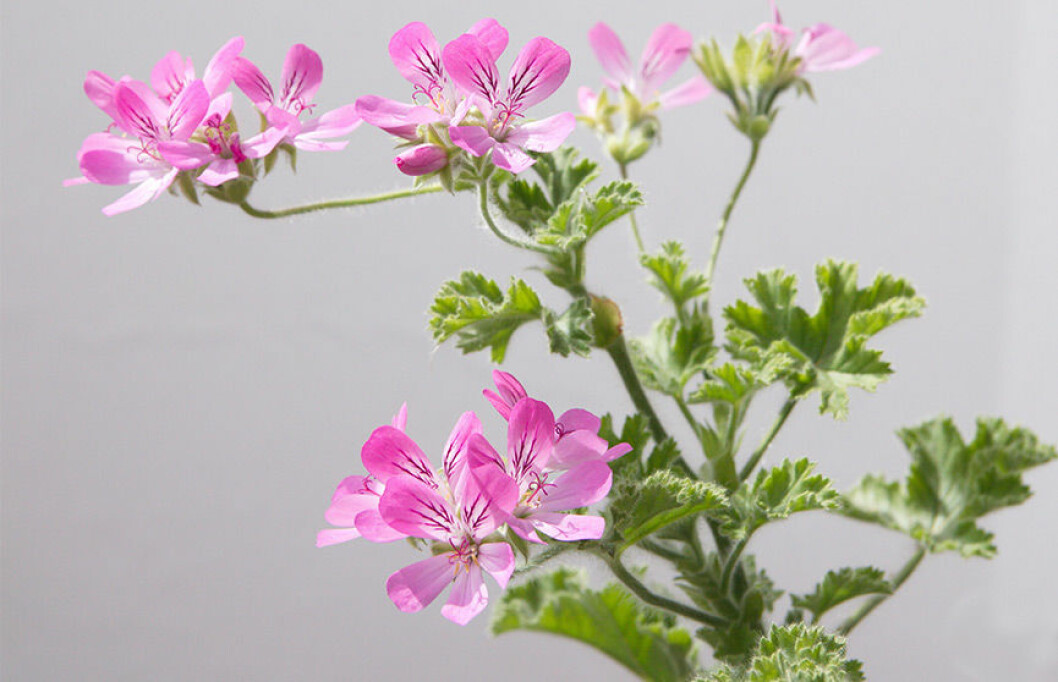 Doftpelargon. Foto: IBL Doftpelargoner är på väg tillbaka
