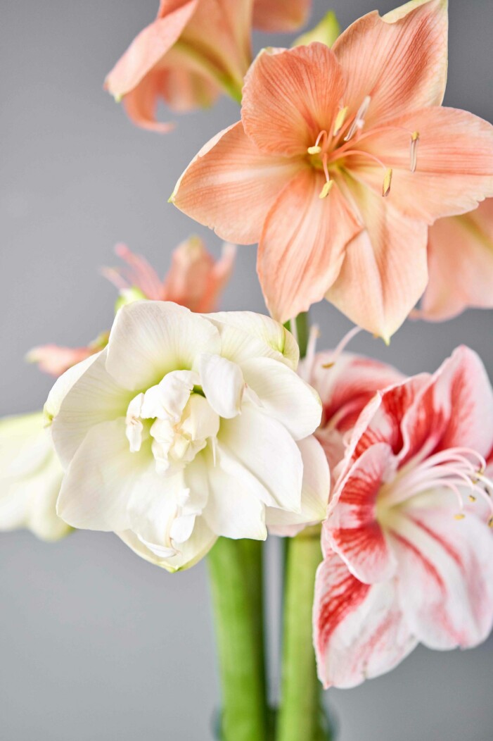Foto: Shutterstock driv upp blommande amaryllis och hyacinter