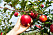 Äpplen är en av flera frukter du alltid bör köpa ekologiska.