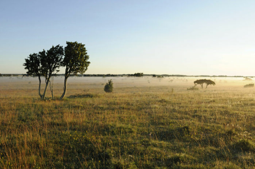 Närsholmen är en halvö med vackert, savannliknande landskap, men hela östra kustremsan tycker Elsa är värd att utforska. Foto: Magnus Martinsson/Naturfotograferna/IBL Naturområden Närsholmen