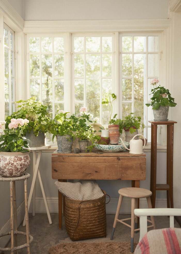 Uppiggande grönska och lugnande miljöer går hand i hand. Var inte rädd för att addera både blommor och växter i sommarhuset! Inred sommarhuset med växter