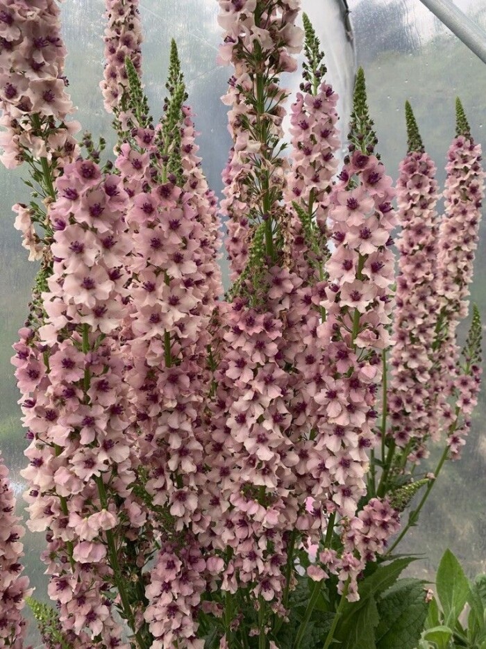 Blomtrender 2021 Emily Bratt Elle Decoration