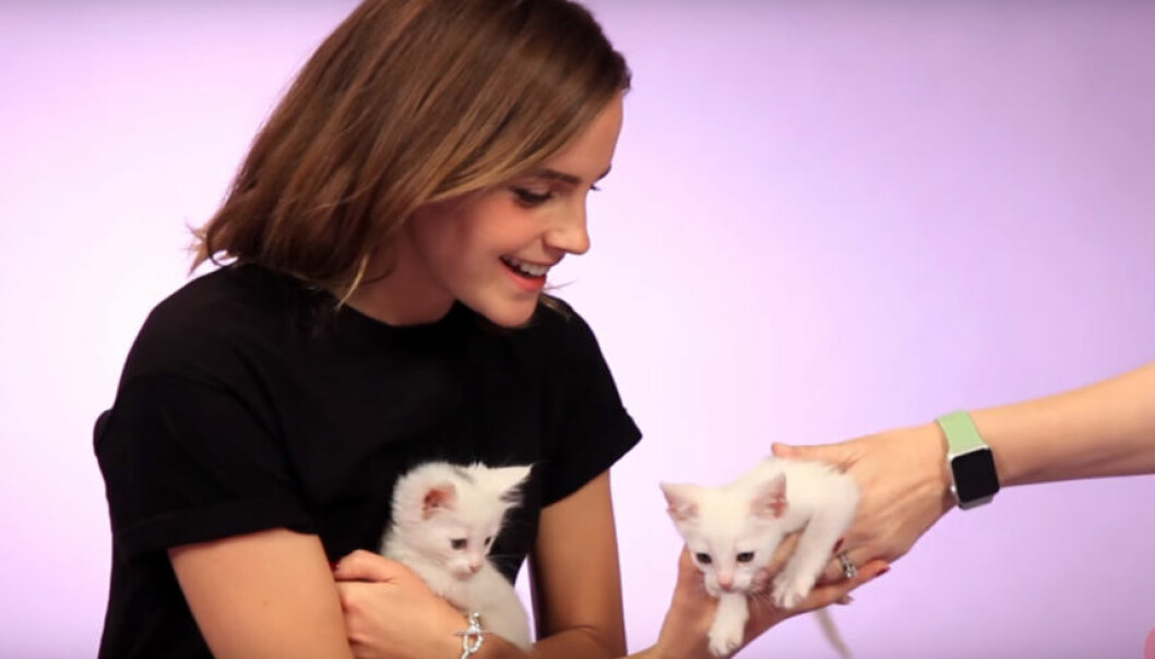 Här intervjuas Emma Watson i ett hav av kattungar – och hennes reaktion är oslagbar