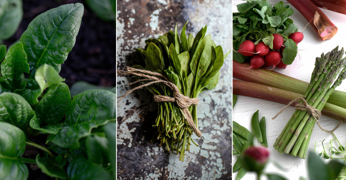 5 enkla grönsaker att odla i växthuset