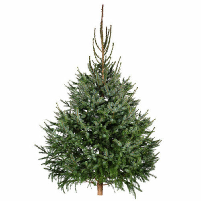 fin julgran