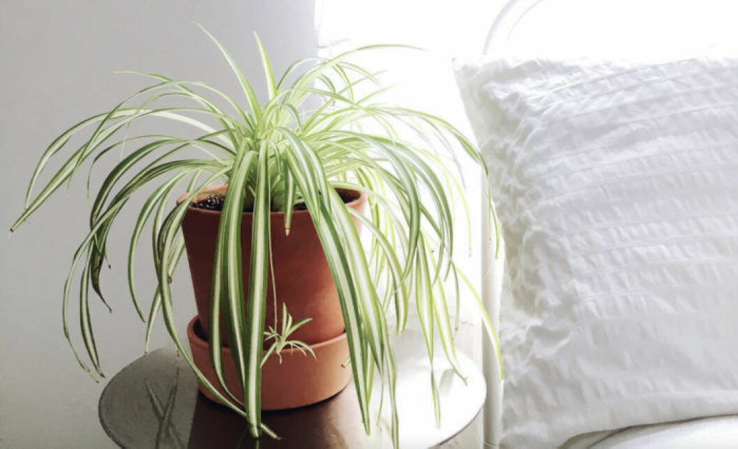 Foto: <a href="http://noth.garden/8-loai-cay-canh-giup-ban-cai-thien-giac-ngu/" target="_blank" rel="noopener">Noth garden</a> Ampellilja vid sängen