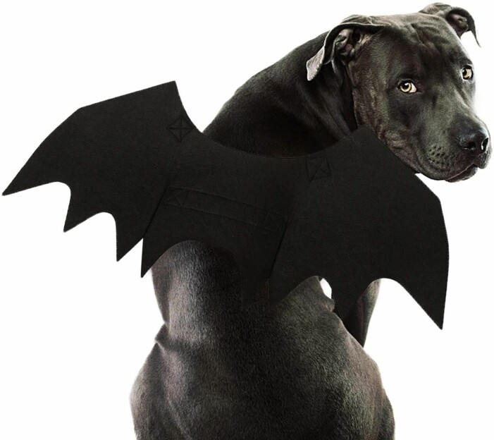 Fladdermuskostym till din hund på Halloween