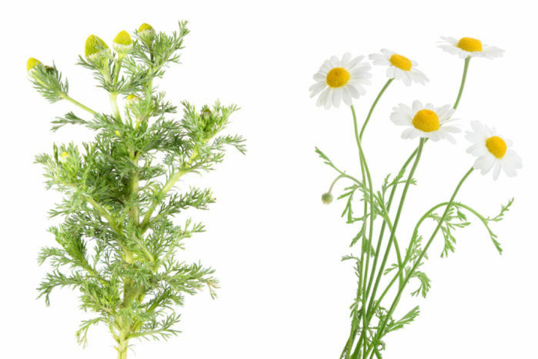 Gatkamomill blommor och knoppar.