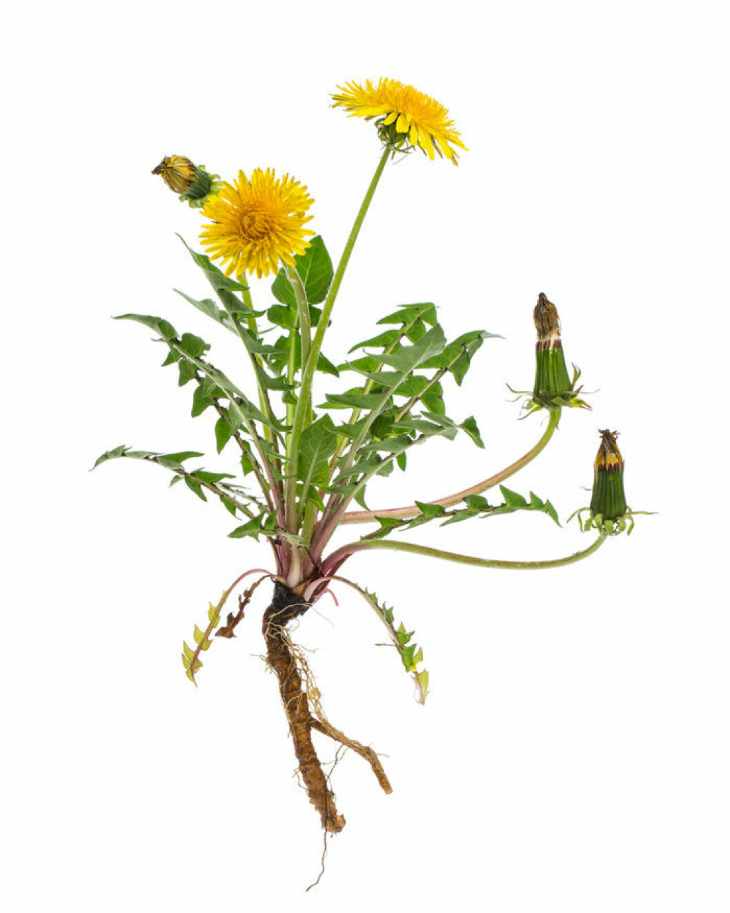 Maskros med rötter, blad, knoppar och utslagna blommor.