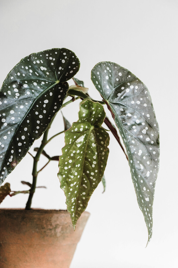 Begonian finns att få med karakteristiskt prickiga blad. Foto: Shutterstock forellbegonia – en trendig och lättskött växt till hemmet 2021