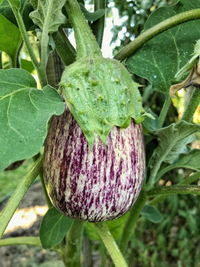 Foto: Shutterstock förodla aubergine