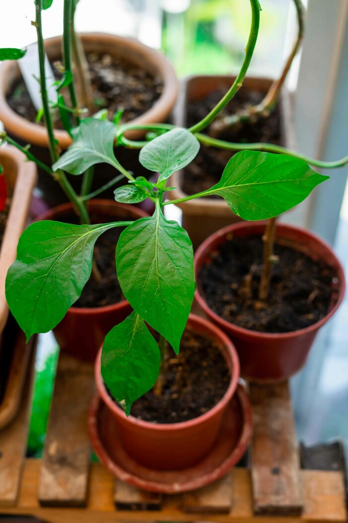 Foto: Shutterstock förså chili inomhus