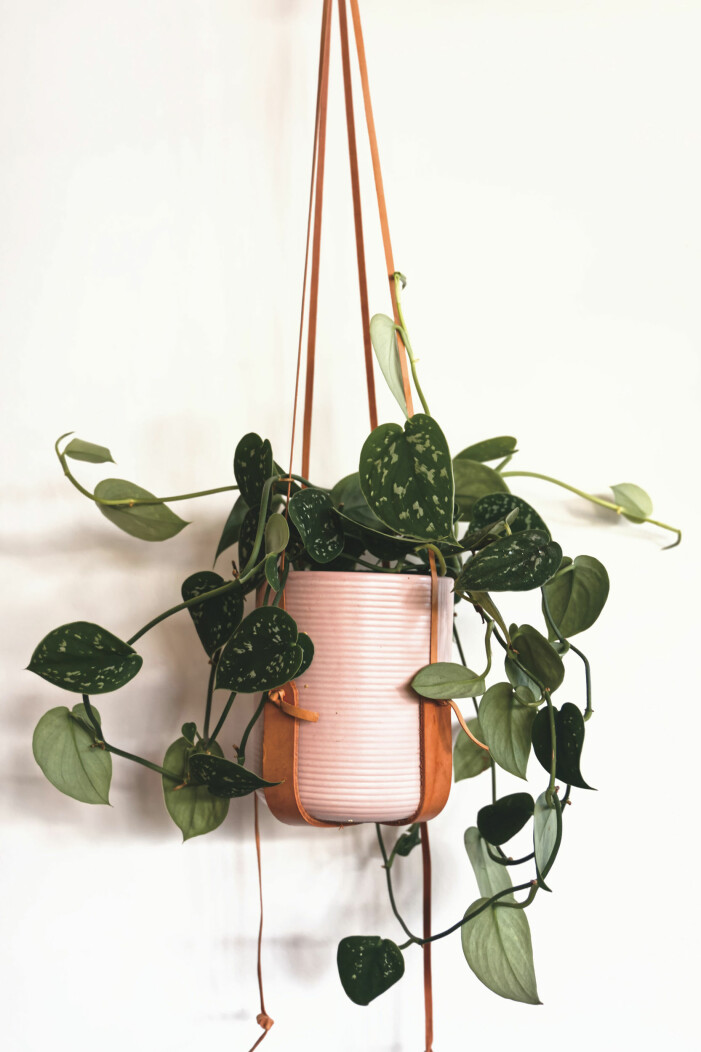 Att plantera om en växt och ge den en ordentlig nystart är en bra lösning om du misstänker näringsbrist. Foto: Unsplash. Så tar du bäst hand om dina krukväxter