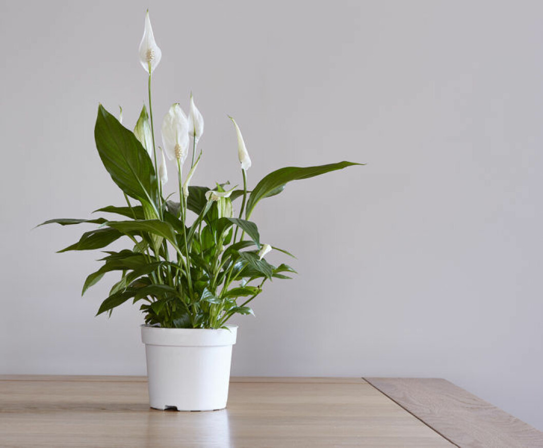 Foto: Blomsterlandet Fredskallan tar bort mögelsporer ur luften.