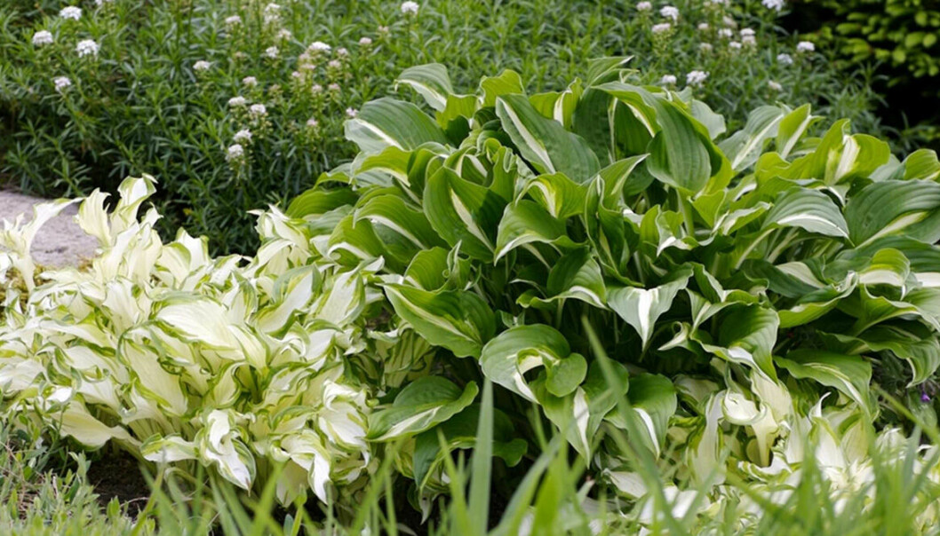 Funkia Hosta
