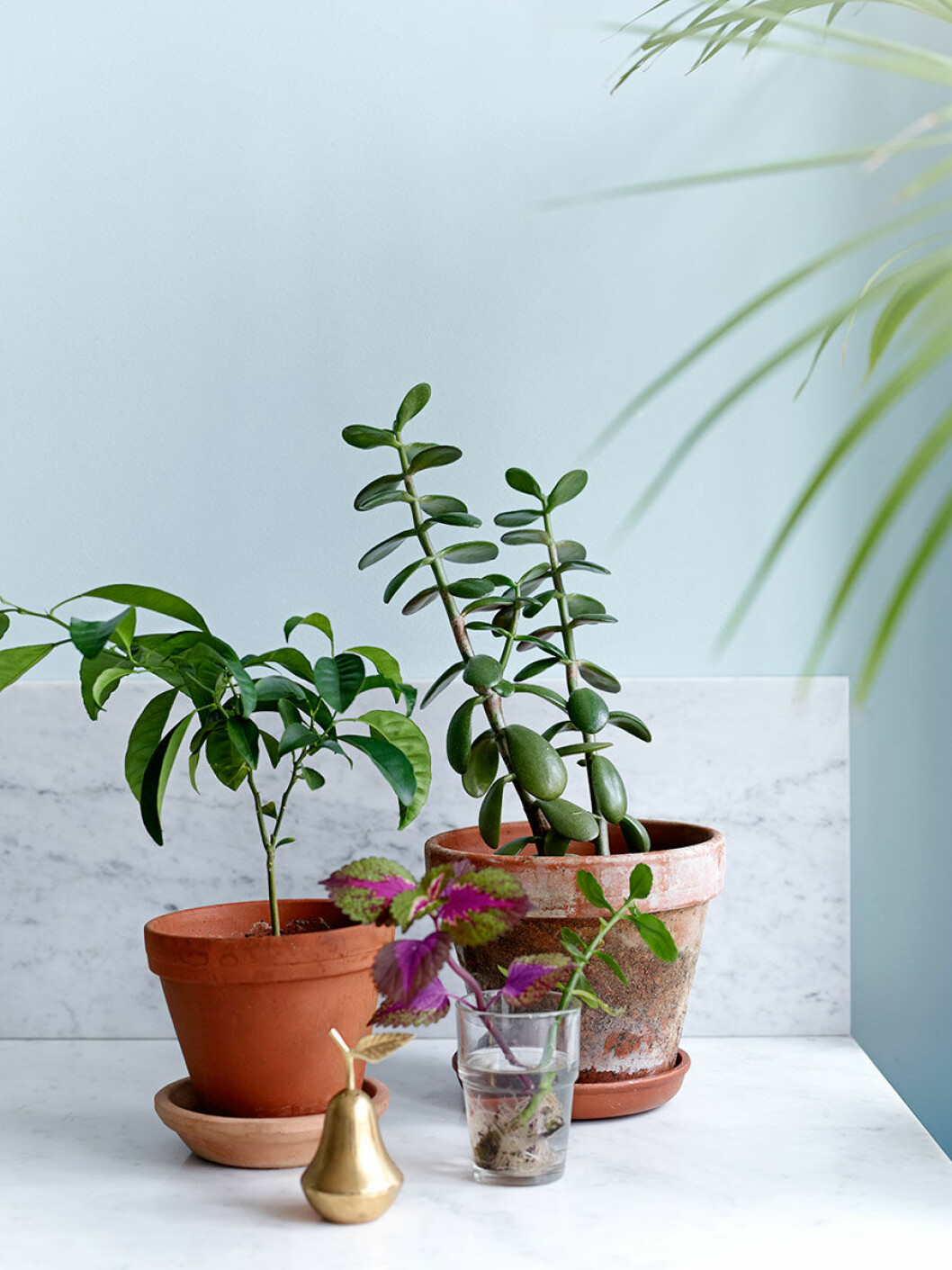 Foto: Idha Lindhag Styling: Tina Hellberg Syns i: <a href="https://www.elle.se/decoration/fyra-nyanser-av-blatt-och-ett-drommigt-kok/" target="_blank" rel="noopener">Fyra nyanser av blått och drömmigt kök </a> Så tar du hand om dina växter på bästa sätt