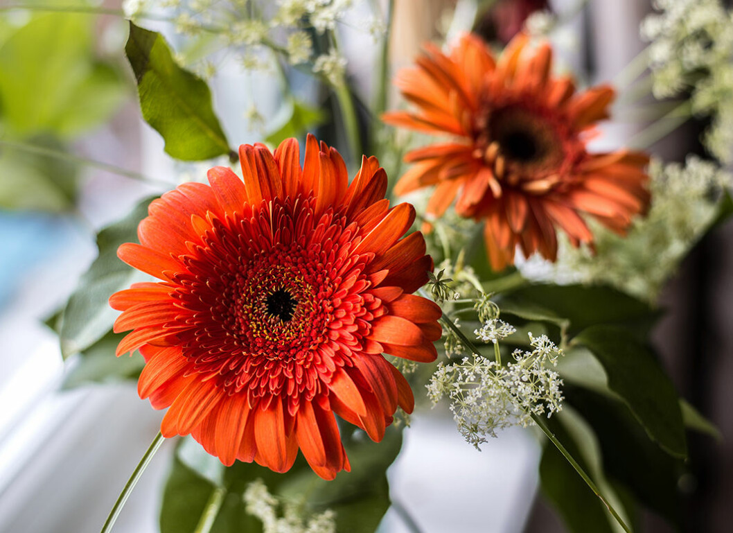 Gerbera
