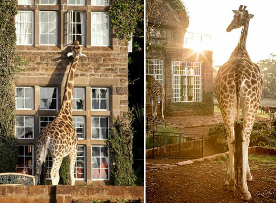 Få besök av giraffer under middagen på <a href="https://www.thesafaricollection.com/properties/giraffe-manor/#qgallery">Giraff Manor.</a>