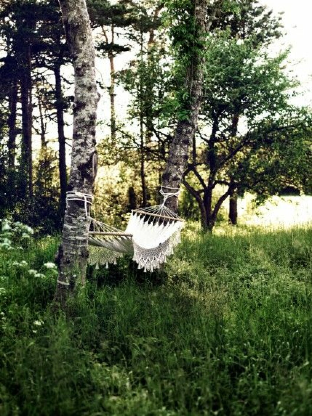 Viloplats med lövsus. gotland-hängmatta-foto-jonas-ingerstedt