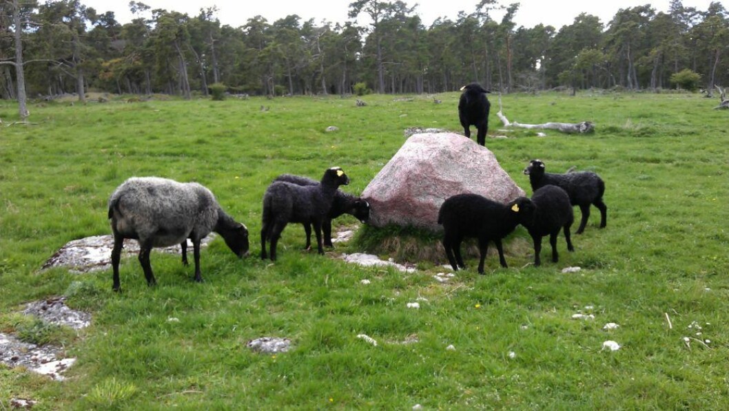 Får på Ihre gård & Ihreviken på Gotland