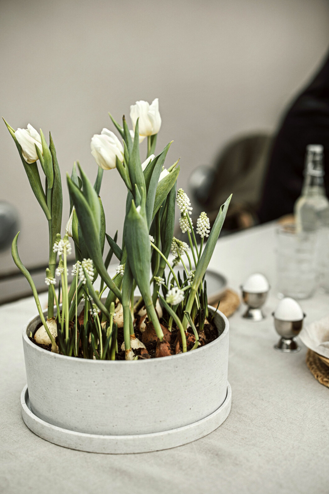 tulpanlökar och blommor i kruka