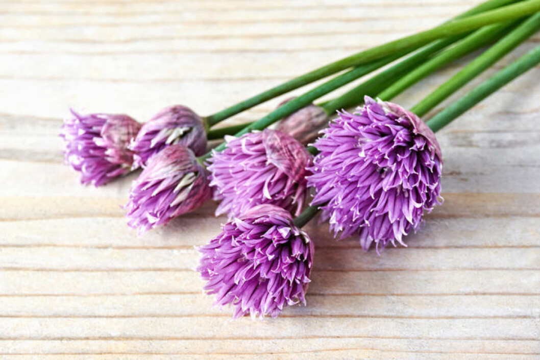 Gräslöksblommor har mild smak och vacker lila färg. 