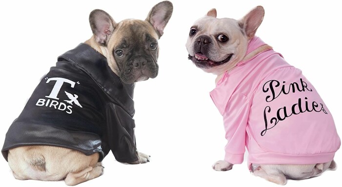 Grease halloween-kostym till din hund