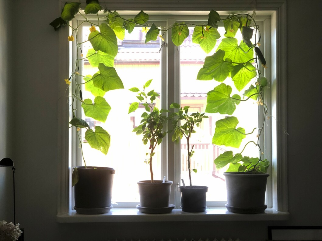 Fönsterodling i form av en gurkgardin hos trädgårdsdesignern Nicole Wilson (<a target="_blank" rel="nofollow" href="https://www.instagram.com/newgenerationgardens/?hl=sv">@newgenerationgardens</a>). gurkgardin i fönstret hos Nicole Wilson