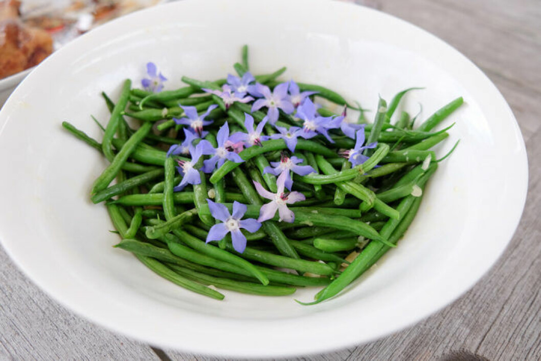 Gurkört med gröna bönor. Foto: Shutterstock Gurkört med gröna bönor.