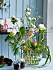 Ikebana, den japanska blomsterkonsten, växer sig allt större
